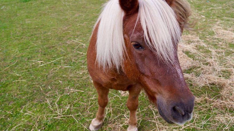 Noch Plätze frei im Ferienreitkurs!