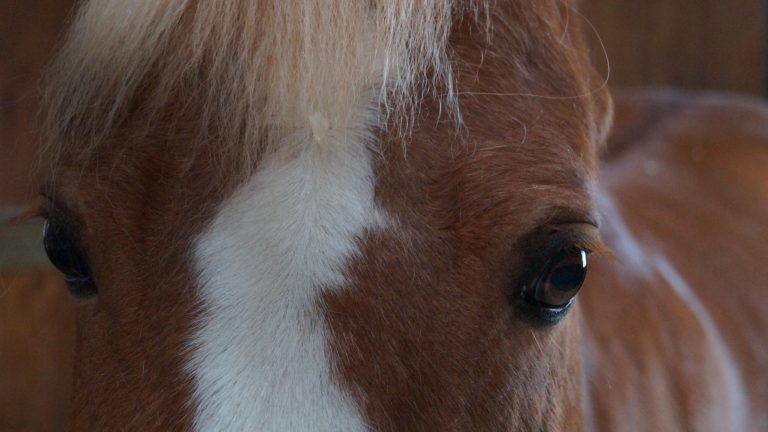 Ferienprogramm Fernado am 14. August