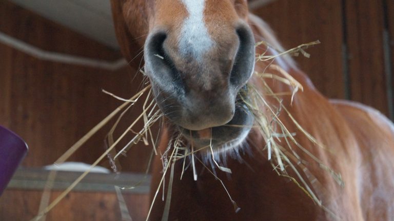 Unsere Pferde: Billie und Symphonie
