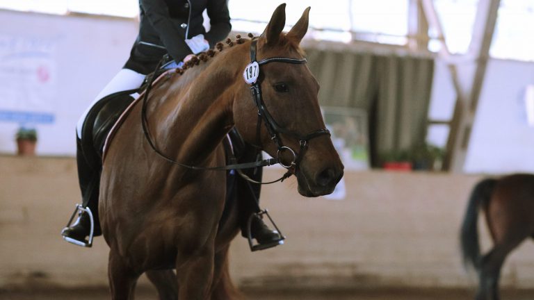 Unsere Pferde: Luna und Allegra