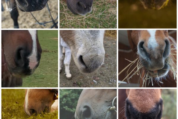 Pferderätsel – Wer erkennt alle Pferde an ihren Nüstern??