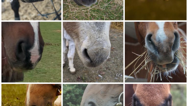 Pferderätsel – Wer erkennt alle Pferde an ihren Nüstern??