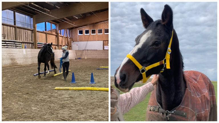 Unser neues Lehrpferd Daphne